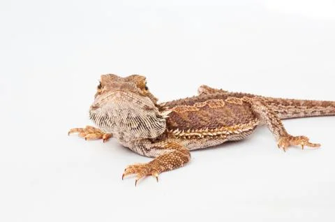 One agama bearded on the white background Foto stock