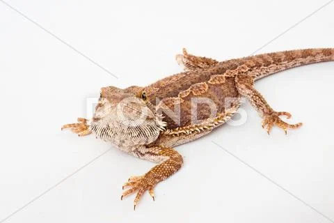 One agama bearded on the white background Stock Photos