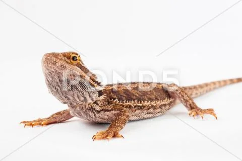 One agama bearded on the white background Stock Photos
