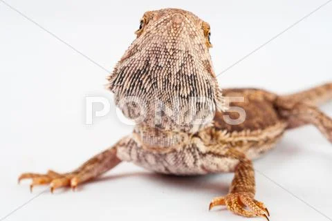 One agama bearded on the white background Stock Photos