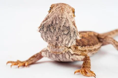 One agama bearded on the white background Stock Photos