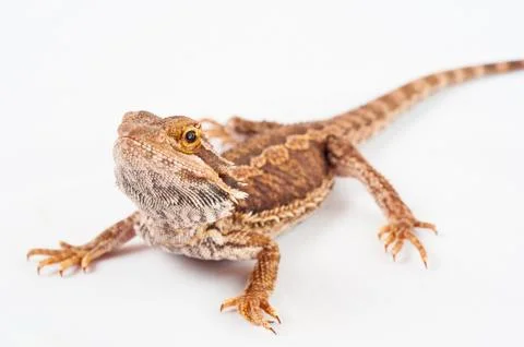 One agama bearded on the white background Stock Photos