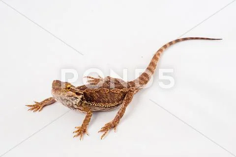 One agama bearded on the white background Stock Photos