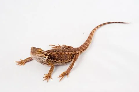 One agama bearded on the white background Stock Photos