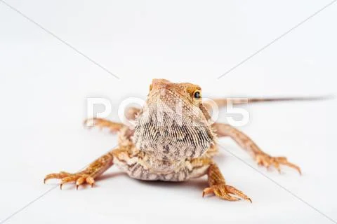 One agama bearded on the white background Stock Photos
