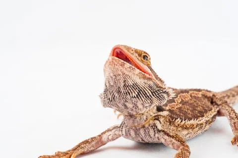 One agama bearded on the white background Stock Photos