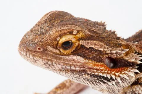 One agama bearded on the white background Stock Photos
