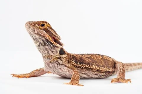One agama bearded on the white background Stock Photos