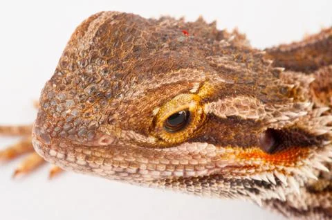 One agama bearded on the white background Foto stock
