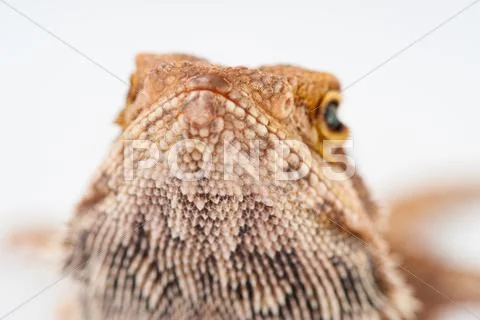 One agama bearded on the white background Stock Photos