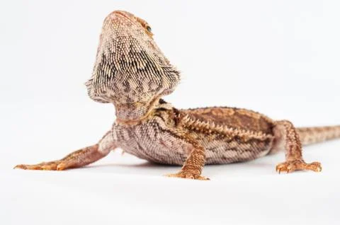 One agama bearded on the white background Stock Photos