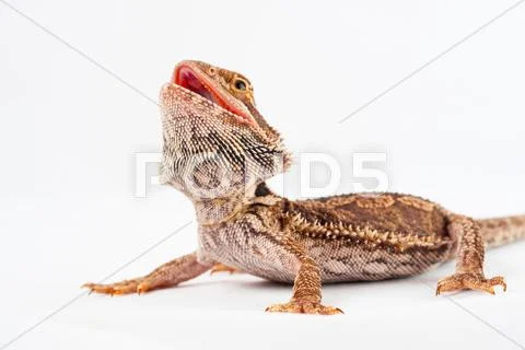 One agama bearded on the white background Stock Photos