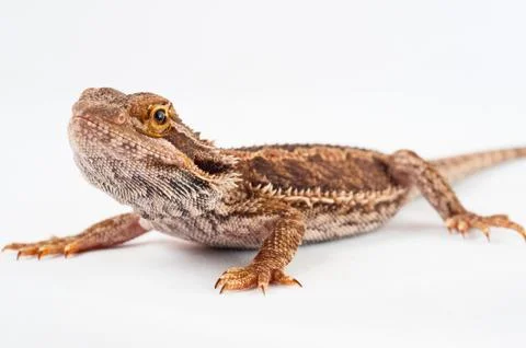 One agama bearded on the white background Foto stock