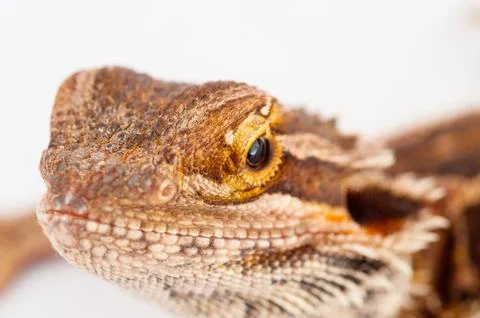 One agama bearded on the white background Stock Photos