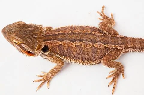 One agama bearded on the white background Stock Photos