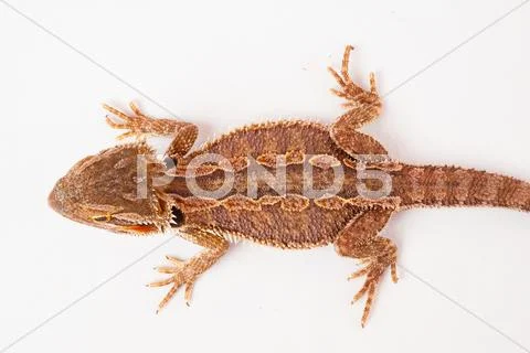 One agama bearded on the white background Stock Photos