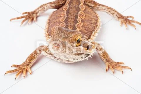 One agama bearded on the white background Stock Photos