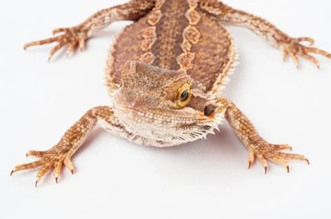 One agama bearded on the white background Stock Photos