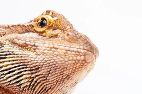 One agama bearded on the white background Stock Photos