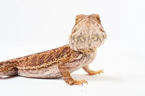 One agama bearded on the white background Stock Photos