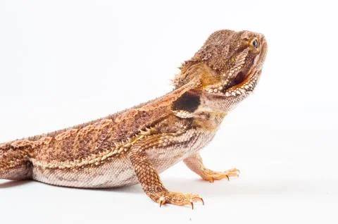 One agama bearded on the white background Stock Photos