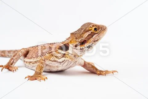 One agama bearded on the white background Stock Photos