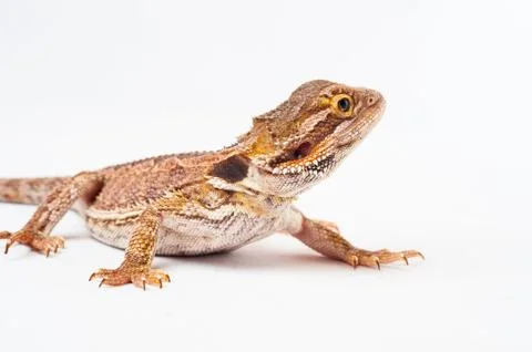 One agama bearded on the white background Foto stock