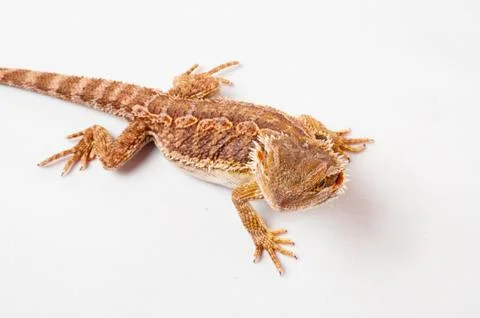 One agama bearded on the white background Stock Photos