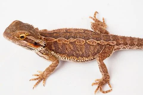 One agama bearded on the white background Stock Photos