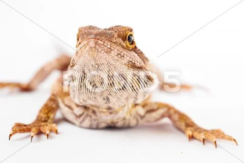One agama bearded on the white background Stock Photos