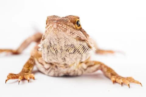 One agama bearded on the white background Stock Photos