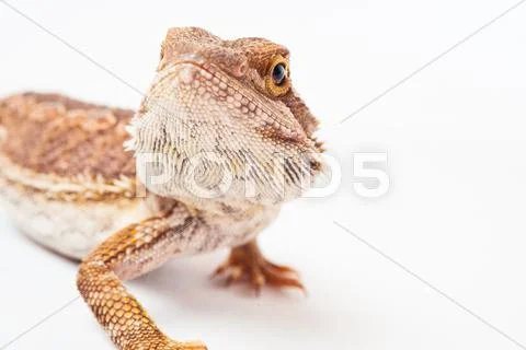 One agama bearded on the white background Stock Photos