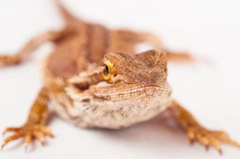 One agama bearded on the white background Stock Photos