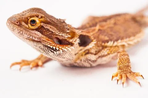 One agama bearded on the white background Stock Photos