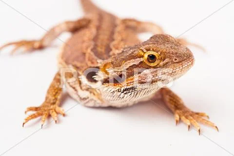 One agama bearded on the white background Stock Photos