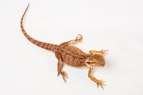 One agama bearded on the white background Stock Photos