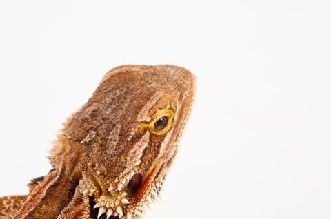 One agama bearded on the white background Stock Photos