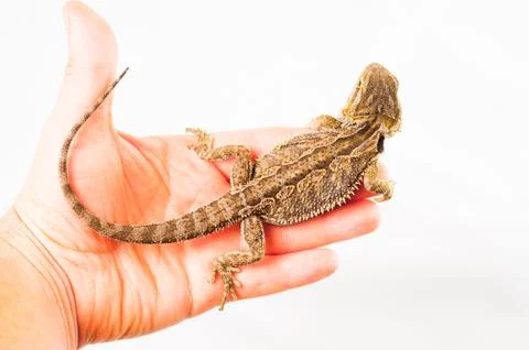 One agama bearded on the white background Stock Photos
