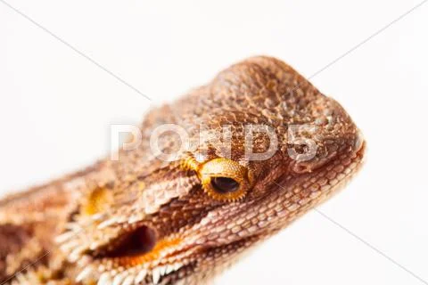 One agama bearded on the white background Stock Photos