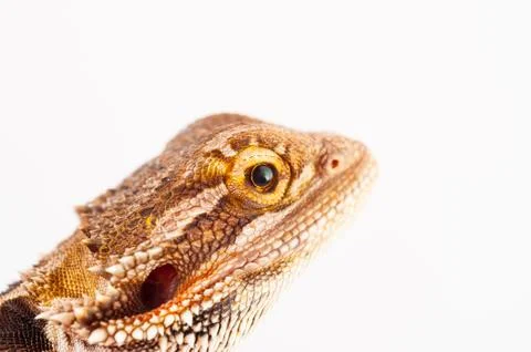 One agama bearded on the white background Stock Photos