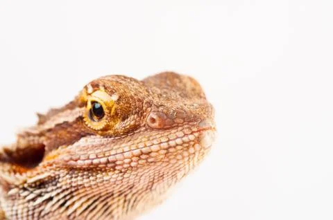 One agama bearded on the white background Stock Photos