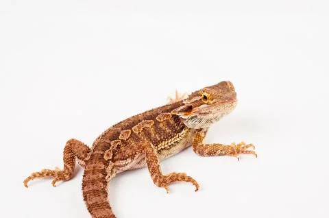 One agama bearded on the white background Stock Photos
