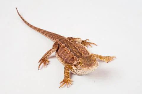 One agama bearded on the white background Stock Photos