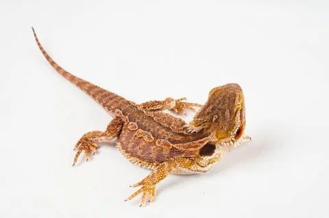One agama bearded on the white background Stock Photos