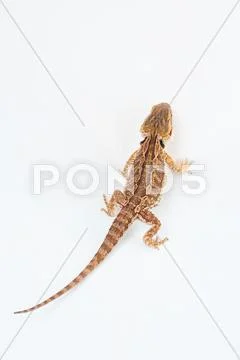 One agama bearded on the white background Stock Photos