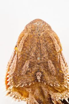 One agama bearded on the white background Stock Photos