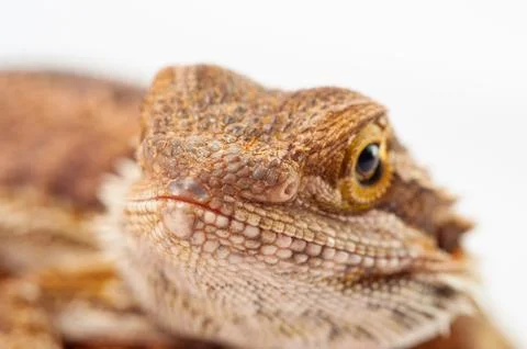 One agama bearded on the white background Stock Photos