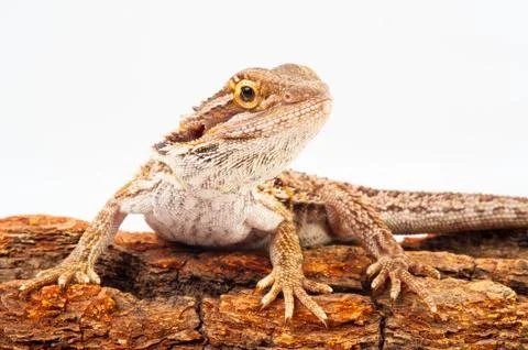 One agama bearded on the white background Stock Photos