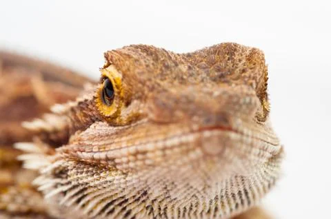 One agama bearded on the white background Foto stock