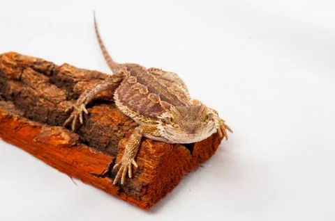One agama bearded on the white background Stock Photos